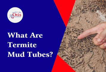 What Are Termite Mud Tubes?