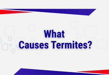 What Causes Termites?