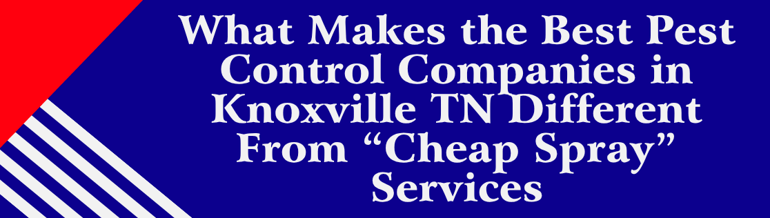 What Makes the Best Pest Control Companies in Knoxville TN Different From “Cheap Spray” Services