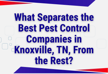 What Separates the Best Pest Control Companies in Knoxville, TN, From the Rest?