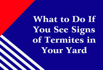 What to Do If You See Signs of Termites in Your Yard