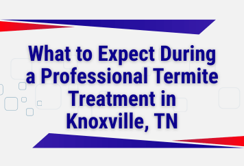 What to Expect During a Professional Termite Treatment in Knoxville, TN