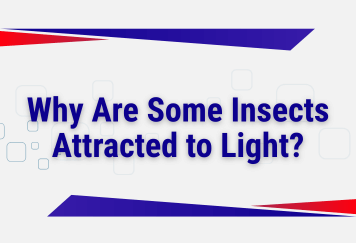 Why Are Some Insects Attracted to Light?
