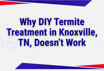 Why DIY Termite Treatment in Knoxville, TN, Doesn’t Work