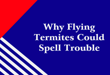 Why Flying Termites Could Spell Trouble