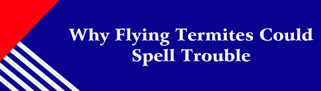 Why Flying Termites Could Spell Trouble