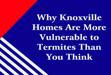 Why Knoxville Homes Are More Vulnerable to Termites Than You Think