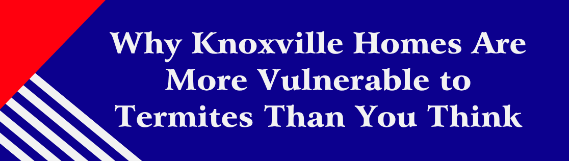 Why Knoxville Homes Are More Vulnerable to Termites Than You Think