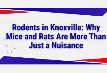Rodents in Knoxville: Why Mice and Rats Are More Than Just a Nuisance
