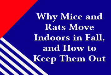 Why Mice and Rats Move Indoors in Fall, and How to Keep Them Out