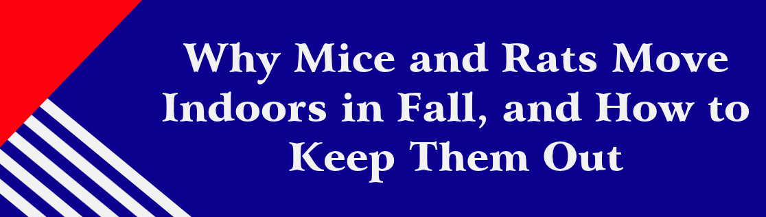 Why Mice and Rats Move Indoors in Fall, and How to Keep Them Out