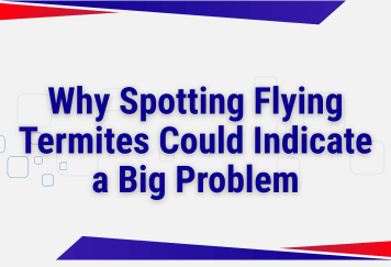 Why Spotting Flying Termites Could Indicate a Big Problem