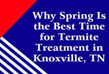 Why Spring Is the Best Time for Termite Treatment in Knoxville, TN