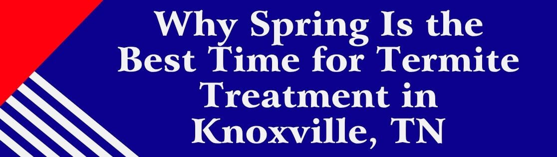 Why Spring Is the Best Time for Termite Treatment in Knoxville, TN