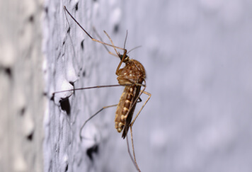 It’s Mosquito Season! What Do You Need to Know?