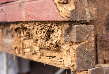 Termite Resistant Building Materials