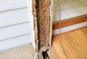 What is The Worst Case Scenario When Dealing With Termites?