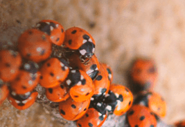 ladybug infestation Knoxville
